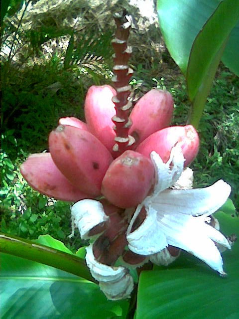 ATT00004.jpe