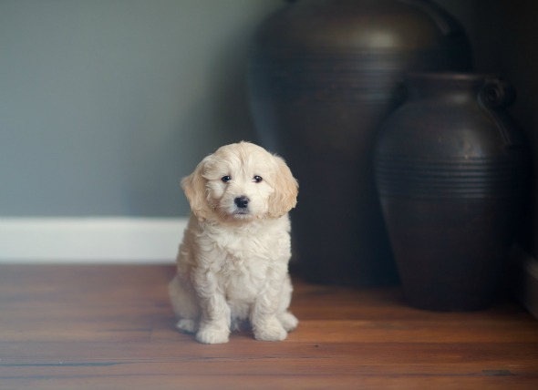COMMON ILLNESS THAT AFFECTS DOGS AND THEIR SIGNS