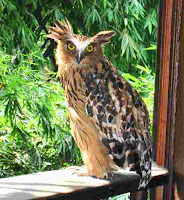 burung hantu beluk ketupu