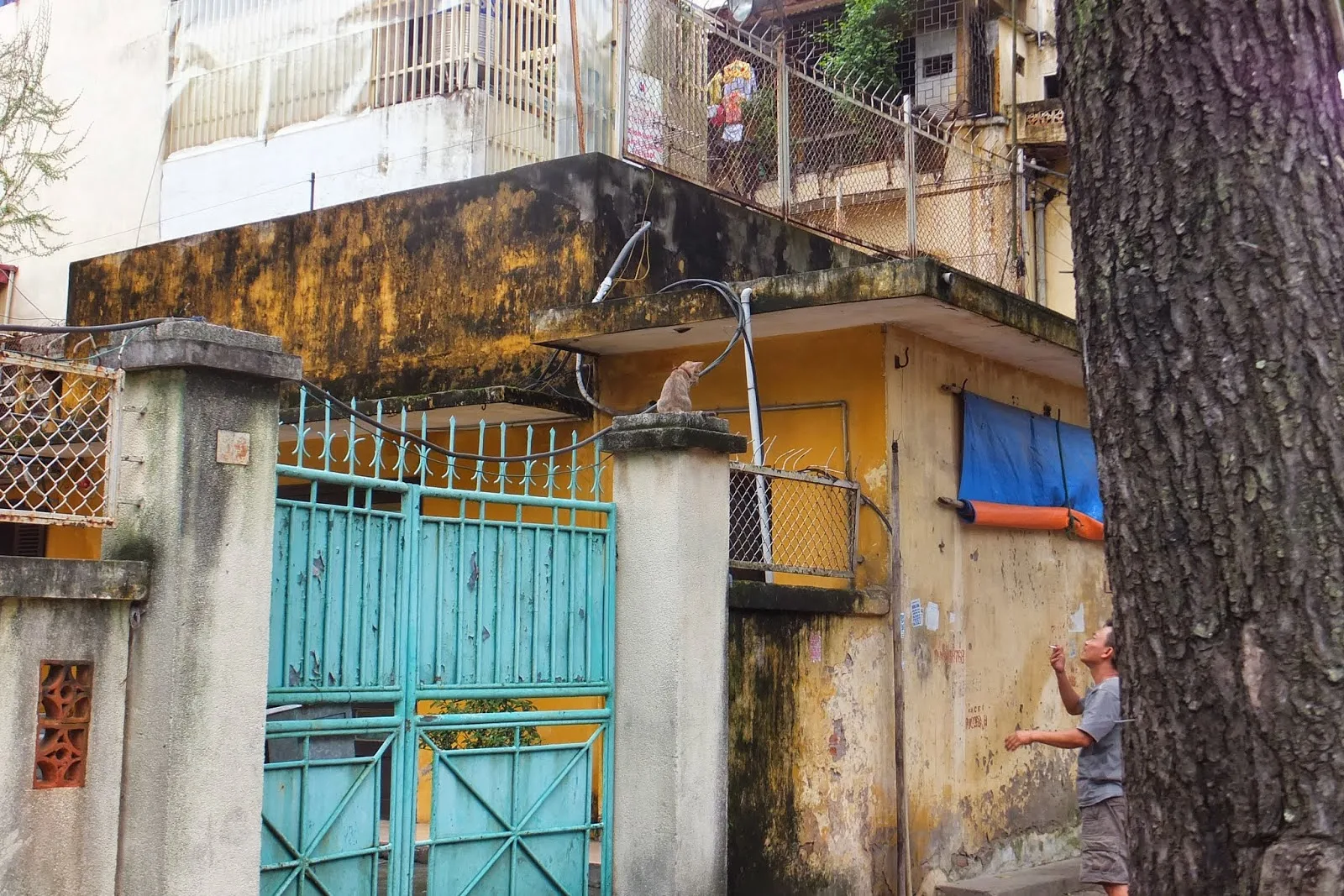 cute-cat-hanoi-vietnam2