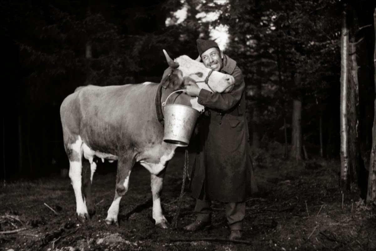 Человек е корову. Старая корова. Фотосессия с коровой. Корова и человек. Мужик с коровой.