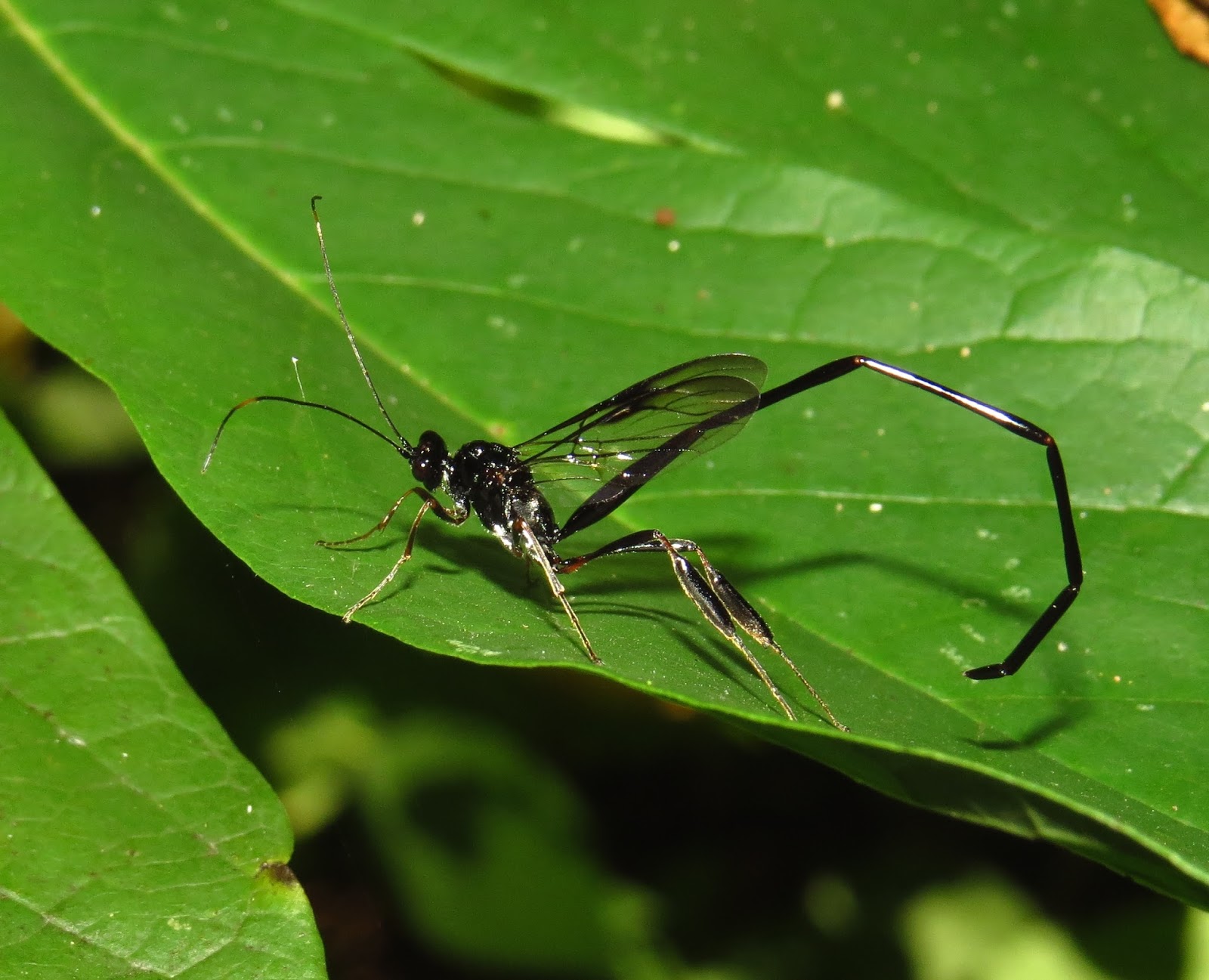 Bug Eric: The American Pelecinid Wasp