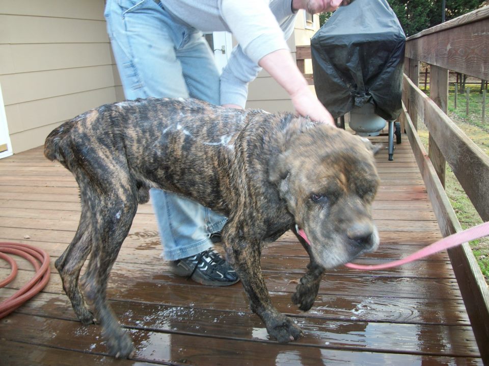 Cane Corso Rescue Charlie NC ADOPTION pending!!