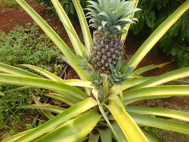 Cómo crecer un Piña desde su corona. - Vida Lúcida
