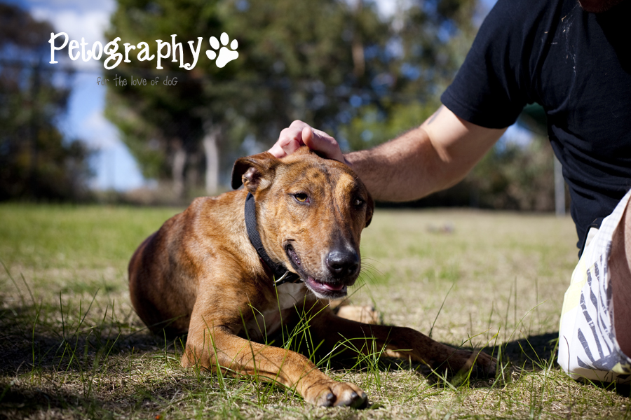 Petography MORE Adoptables from the K9 Dog Rescue