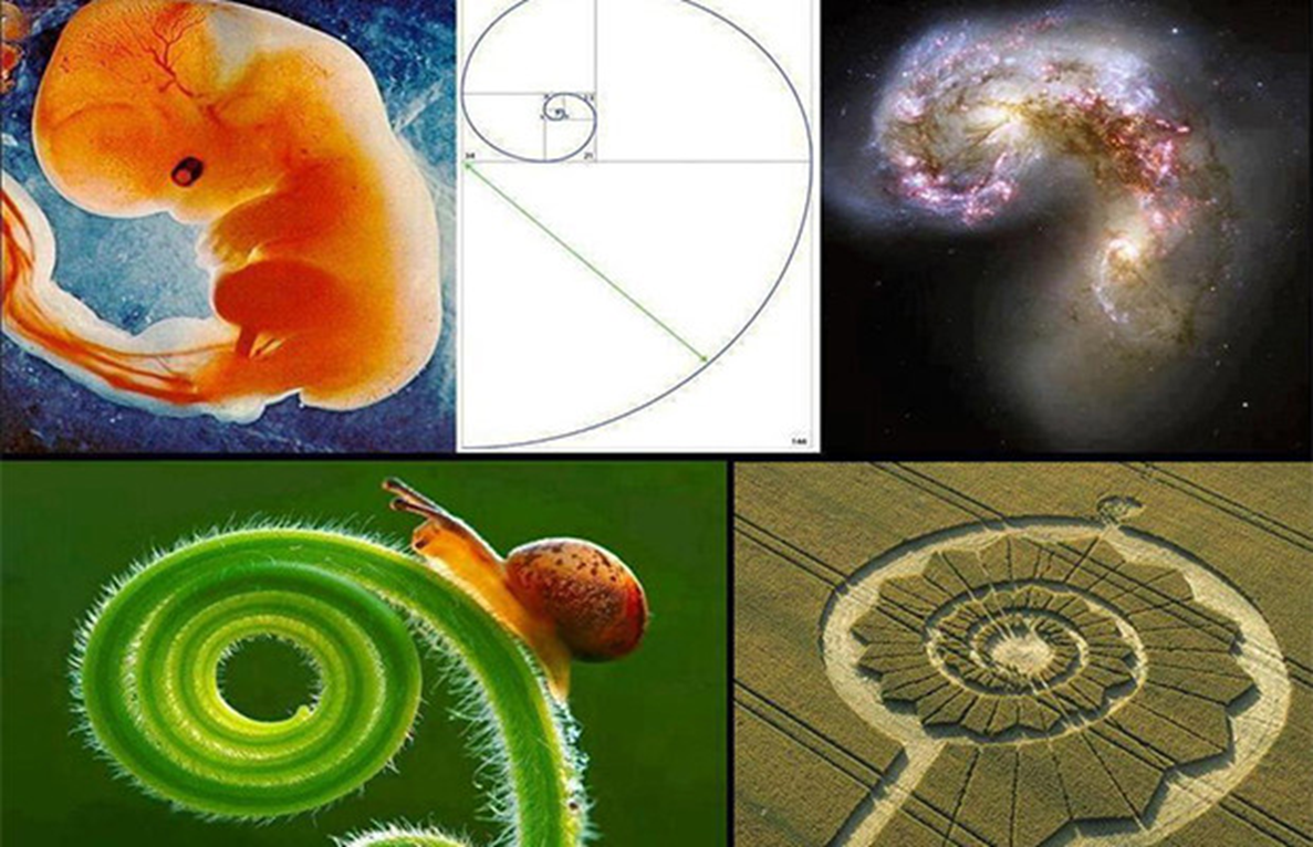 Fibonacci Golden Ratio In Nature