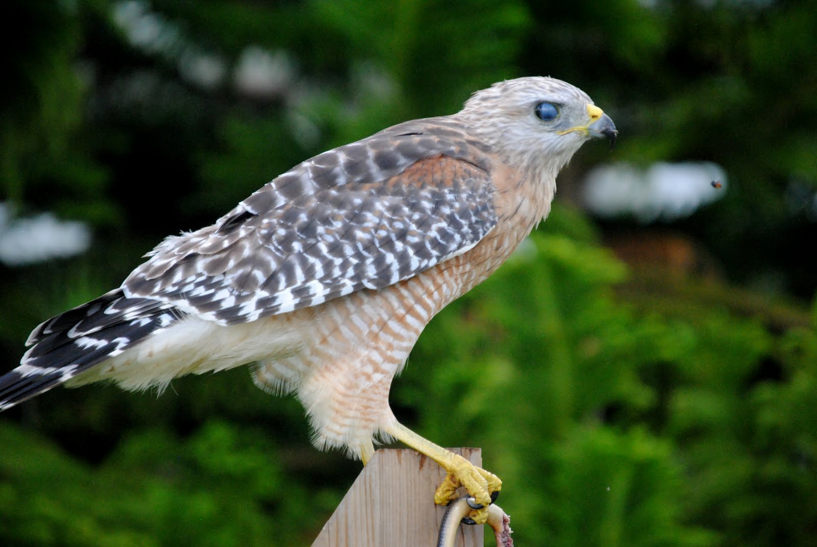 Field Notes and Photos Red Shouldered Hawk (Buteo lineatus)