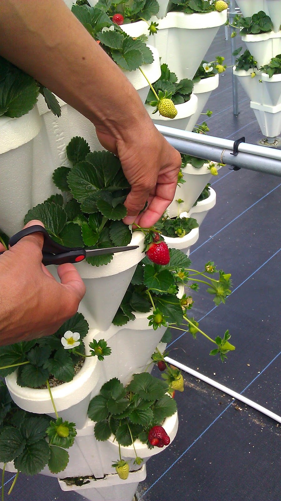NaRaSaZ Hydroponic Farm Strawberry Picking