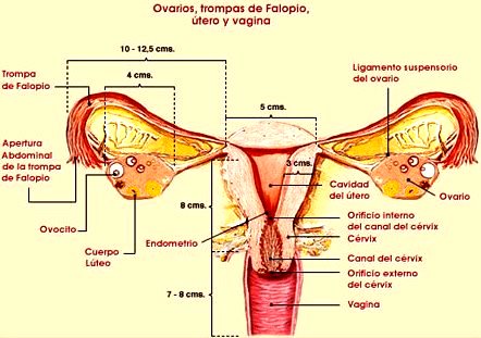 Trompas de Falopio