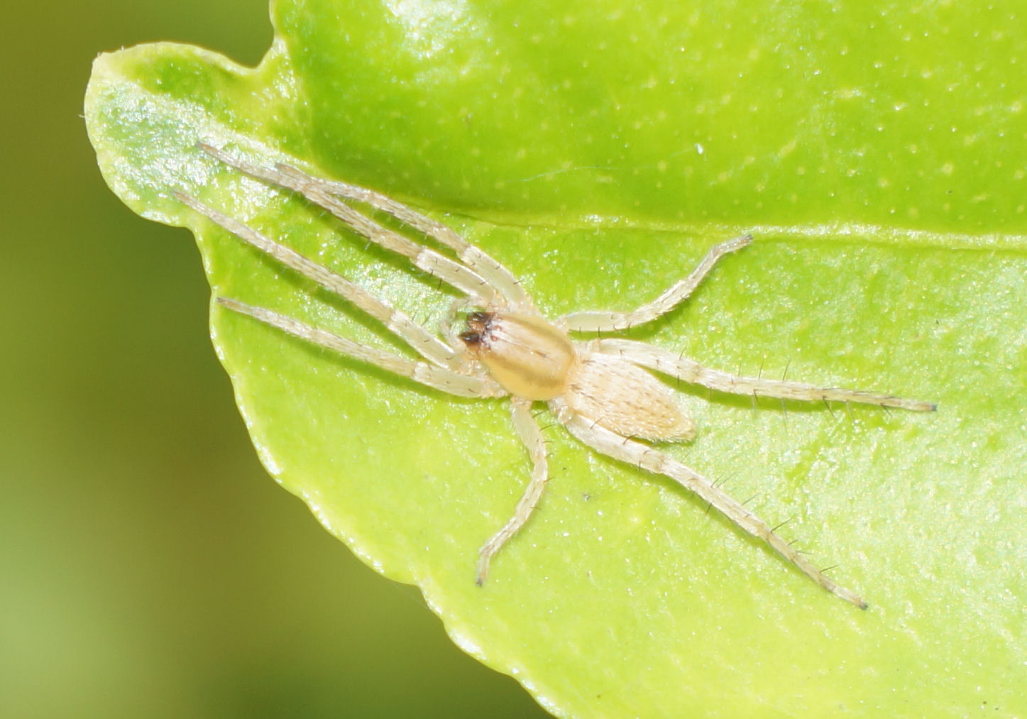 Foto Blog Puerto Rico: Arañas de Jardín