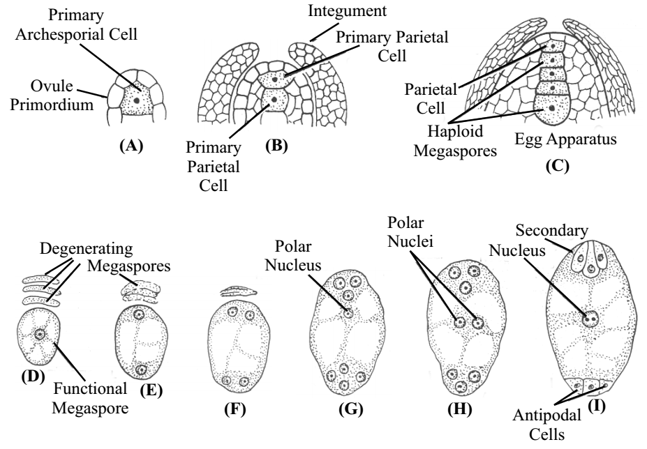 Female Gametophyte