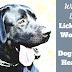 Wound Licking - Wound On Dog
