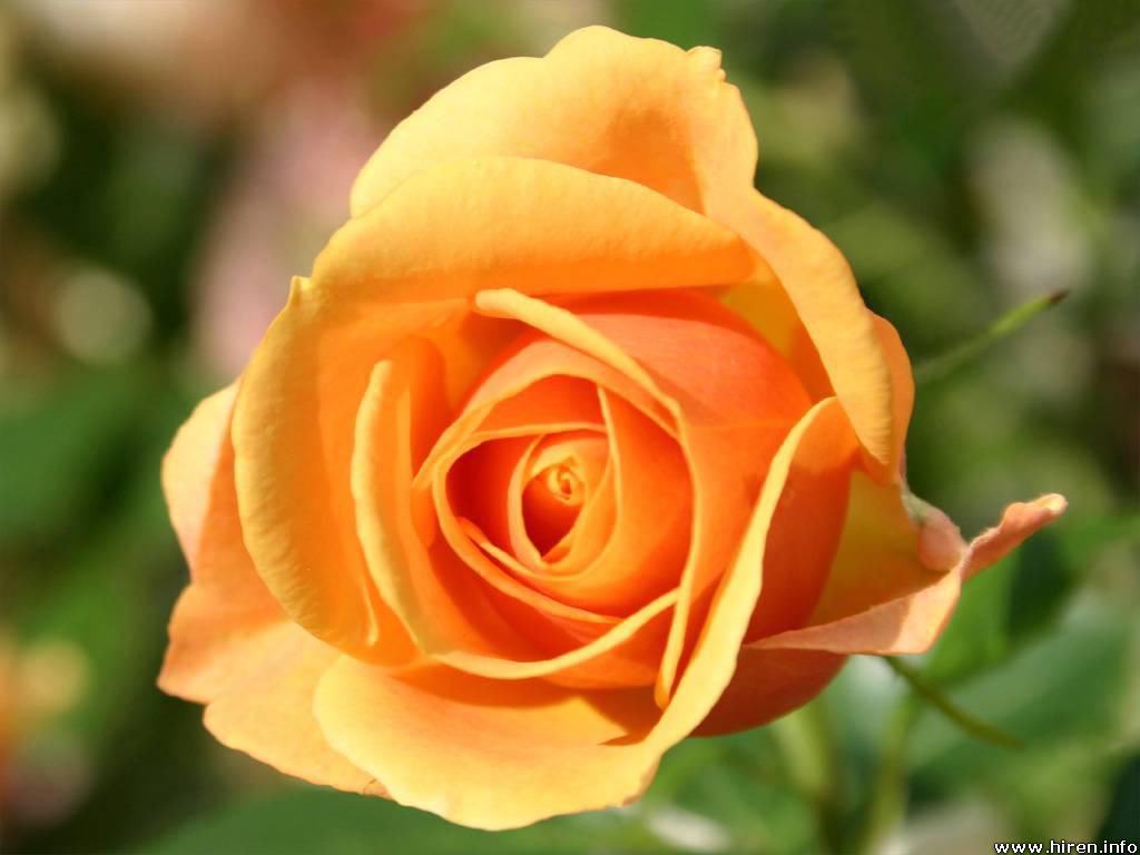 Yellow Rose Yellow Rose