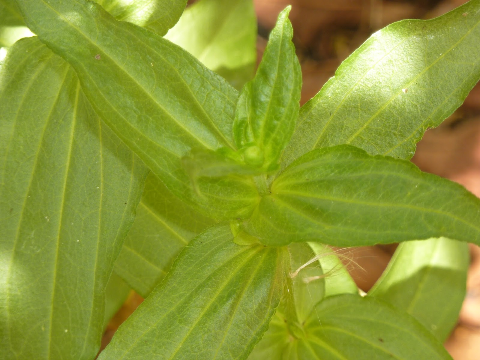 Our Edible Garden Zinnia the latest arrival