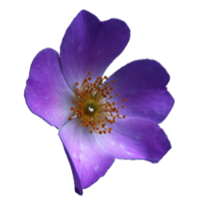Clip Art: Flowers on a transparent background