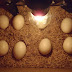 Cara Menetaskan Telur Ayam secara Manual Bisa di Rumah
