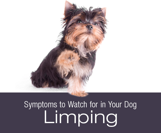 Symptoms To Watch For In Your Dog: What Is That Limp?
