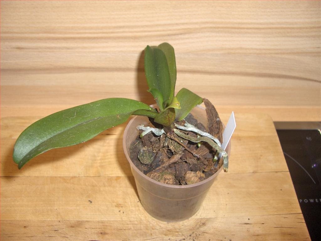 Orchidee in fiore: Phalaenopsis (kingidium) chibae ...