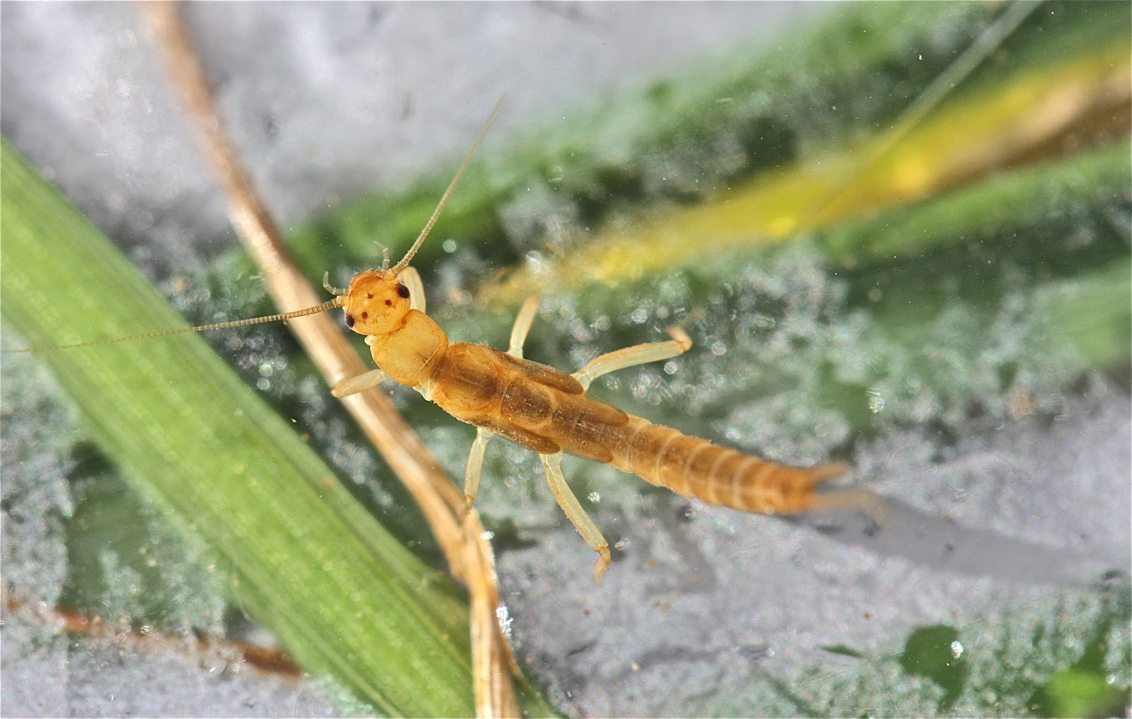 Aquatic Insects of Central Virginia: The Leuctrids (Rolledwinged ...