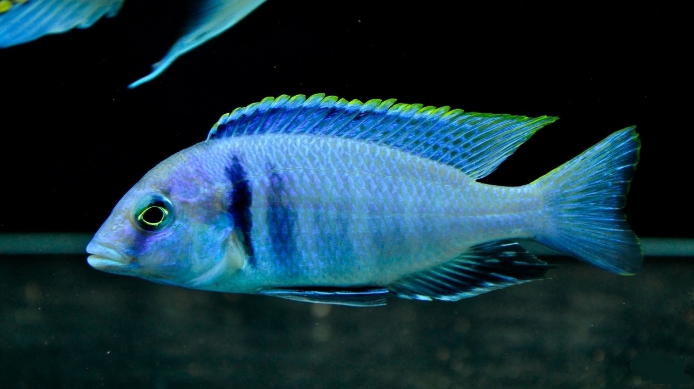 аквариумная голубая хищница. рыбка цихлида сканворд 5 букв. рыбка цихлида сканворд 5 букв. бирюзовая акара в 100 литрах. аквариумная хищница 5.
