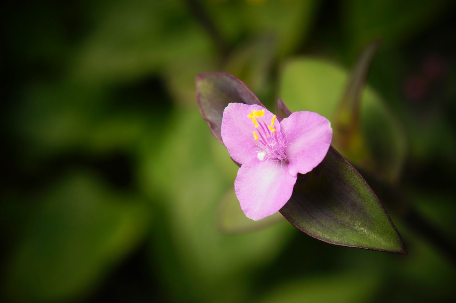 Как цветет замиускалис фото