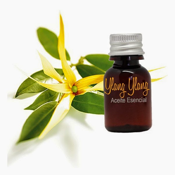aceiteylangylang