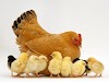 Cermat Memberi Vitamin Pada Ayam 