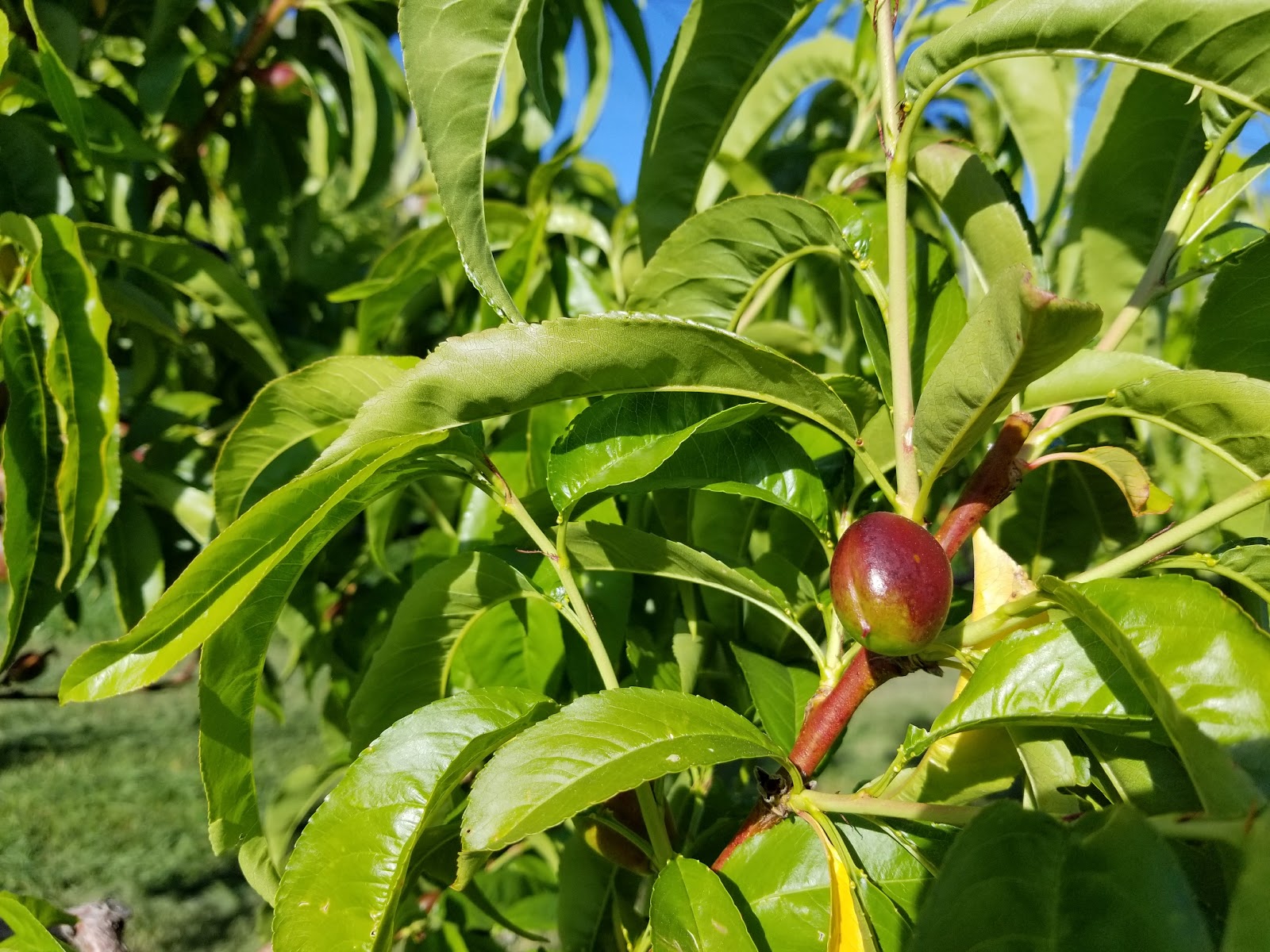 Elam's Organics Baby Nectarines
