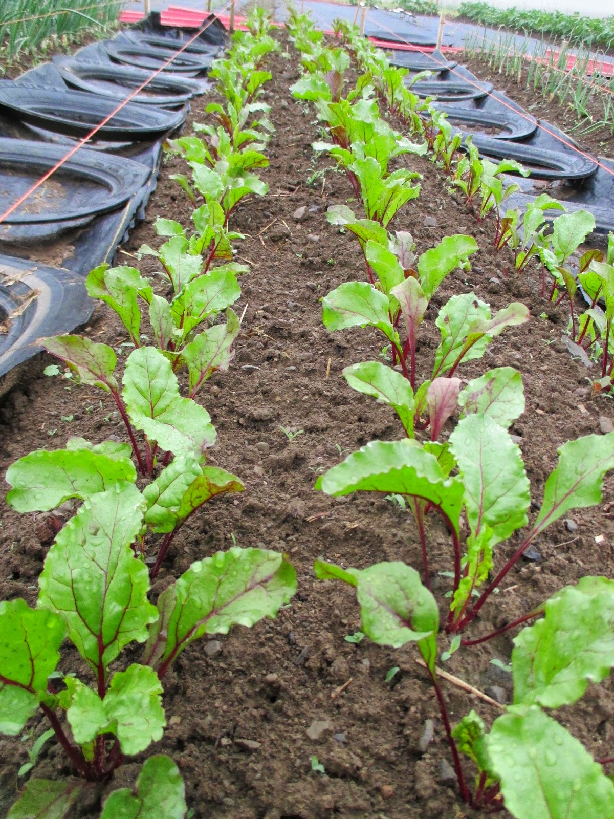 The Deliberate Agrarian Deliberate AgrarianSnippet 39Transplanted