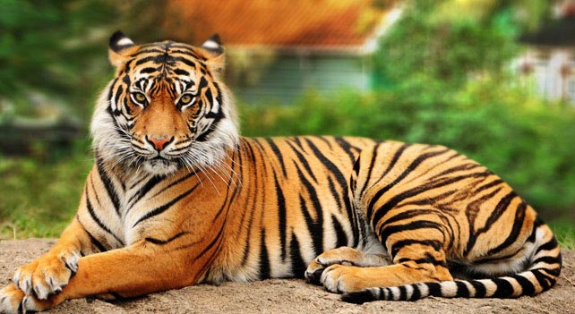 baagh Ki Jankari Hindi Main | Knowledge about Tiger - GK JANKARI | GK  (General Knowledge)