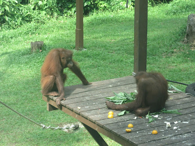 Centro de Rehabilitación de Orangutanes de Sepilok