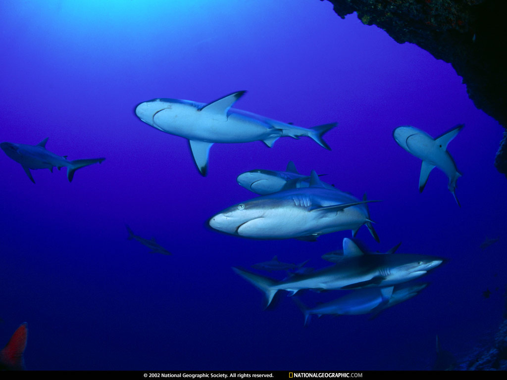 http://2.bp.blogspot.com/-3CstTMGHqks/UEUOSNoBlSI/AAAAAAAACjY/iWQvuDn8YOA/s1600/National+Geographic+Wallpaper+-+013+-+Sharks+Polynesia.jpg