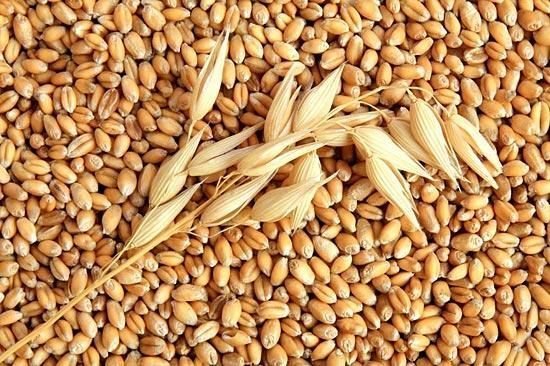 lúa mạch là thực phẩm chống rụng tóc hiệu quả
