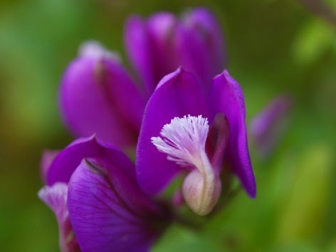 flor de la polígala mirtifolia