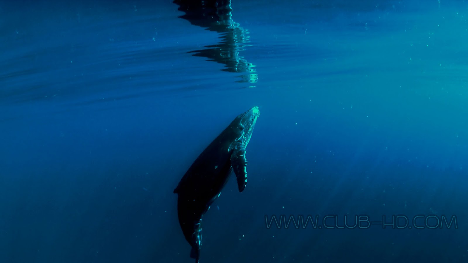 Humpback-Whales-CAPTURA-5.jpg