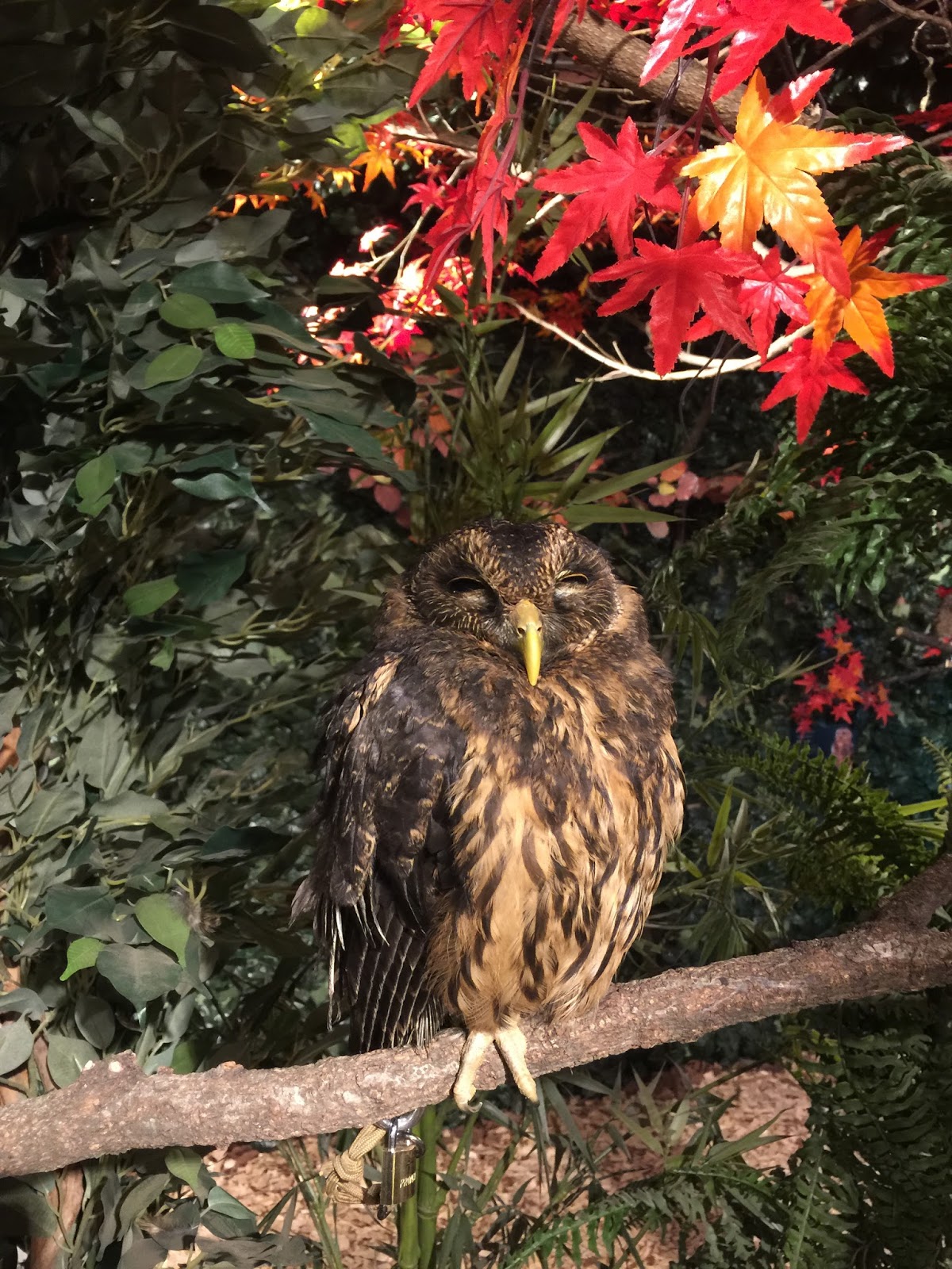 Kyoto Owl's Forest Zoo Sweetness in every bite