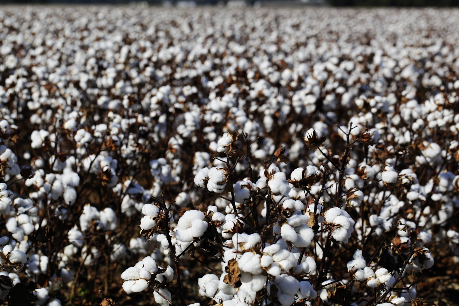 Life in Missouri Cotton Fields