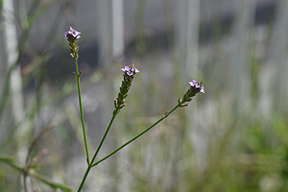 アレチハナガサ