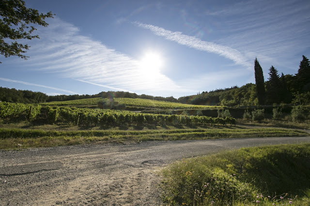 Borgo di Fonterutoli-Le vigne