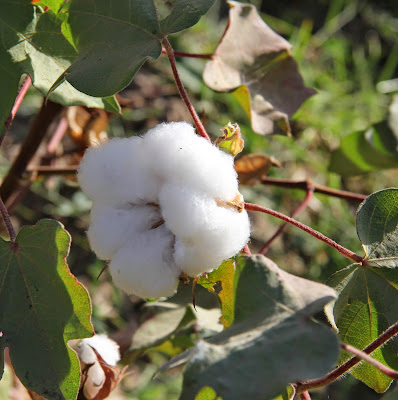 Tajikistan, Yavan, cotton, © L. Gigout, 2012