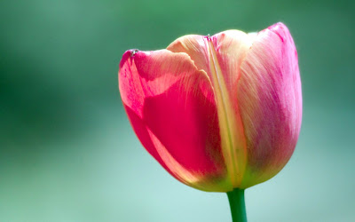 Beautiful Nature Tulips Wallpapers - Flower Wallpapers
