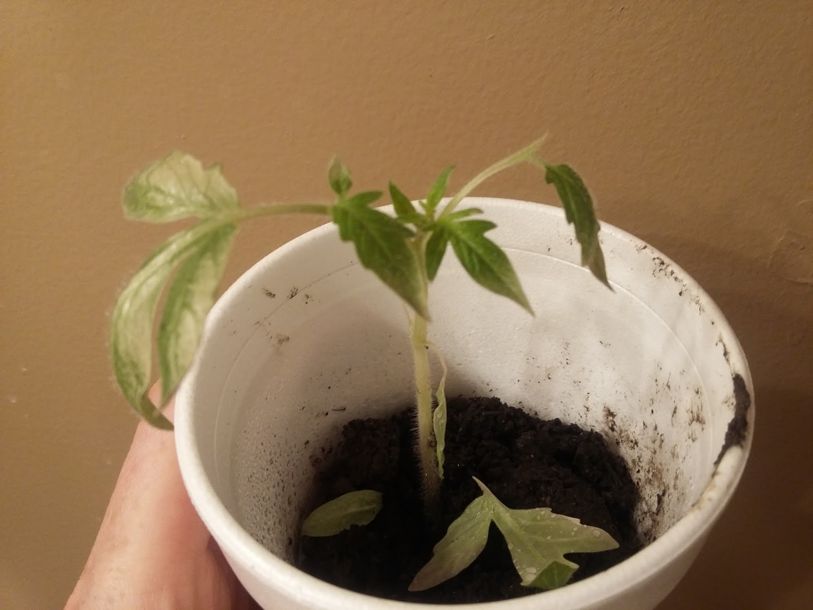 The Scientific Gardener Why I Harden my Transplants