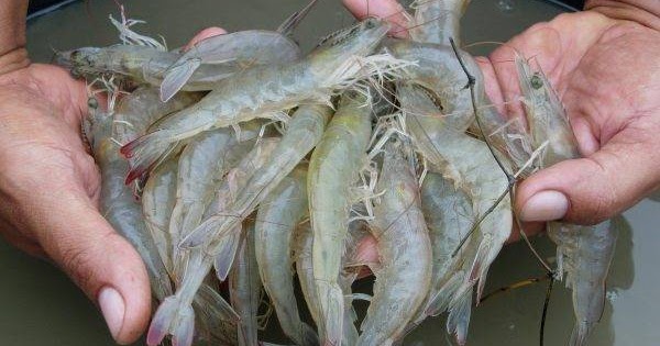 budidaya udang sungai kecil