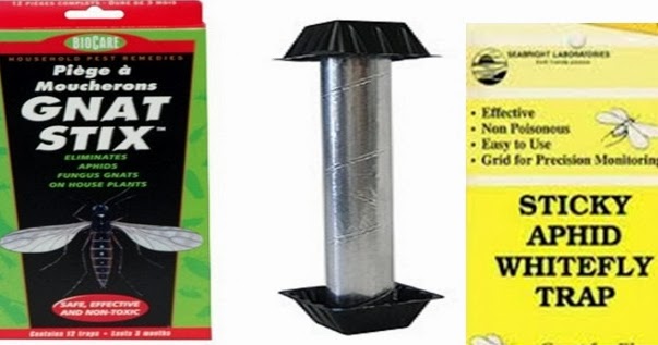 best fungus gnat trap