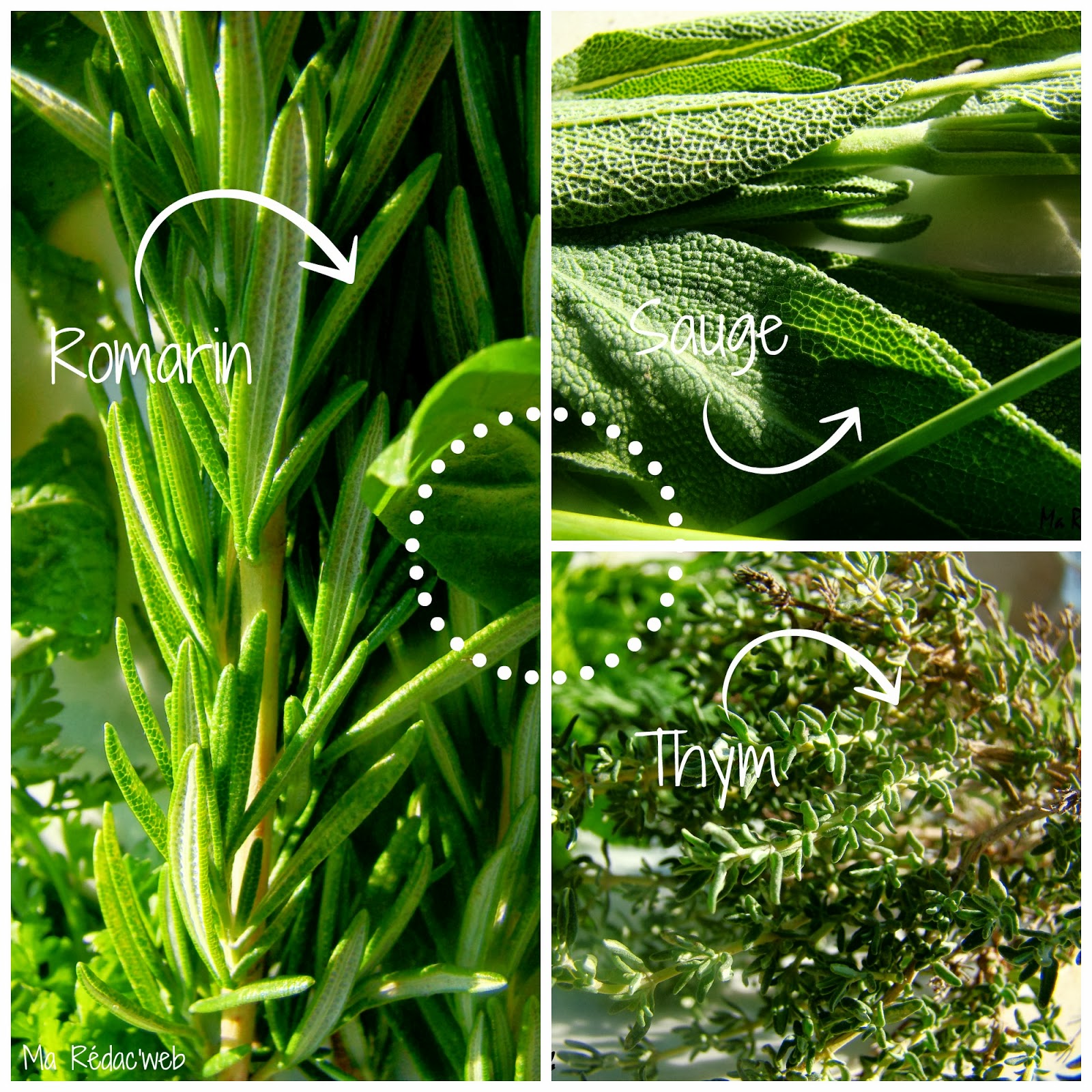 Recette le plein de fines herbes pour l