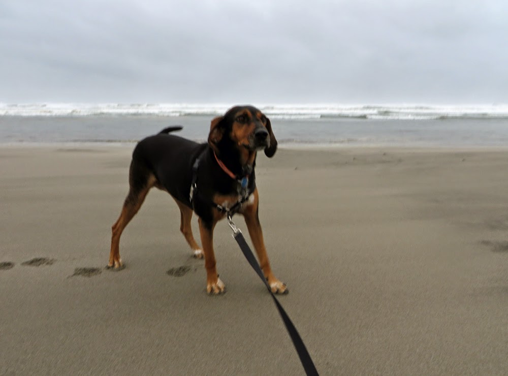 Cinnamon the Traveling Coonhound Dog Friendly Long Beach Washington