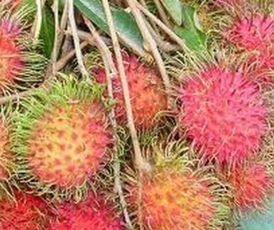 Jenis Jenis Rambutan Di Malaysia - JanilChen