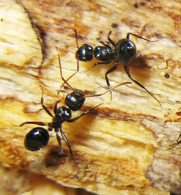 Minor workers of Camponotus bedoti