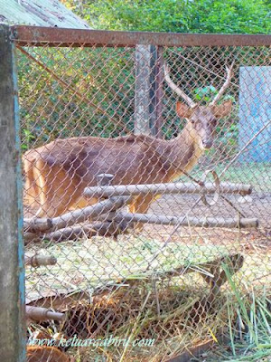 Rusa di Taman Wisata Bendung Lodoyo