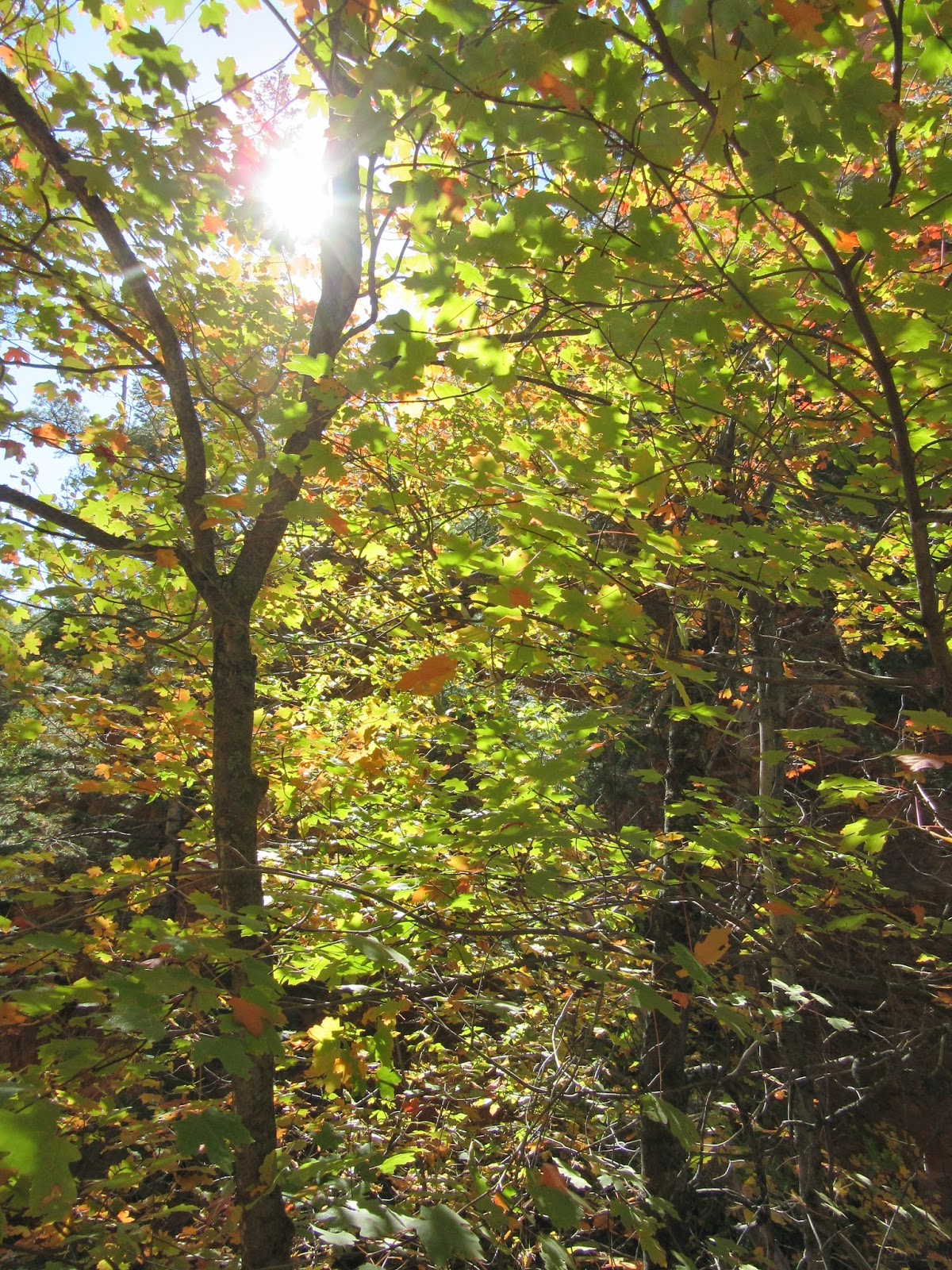 Essays On Everything: On Living a Simple Life